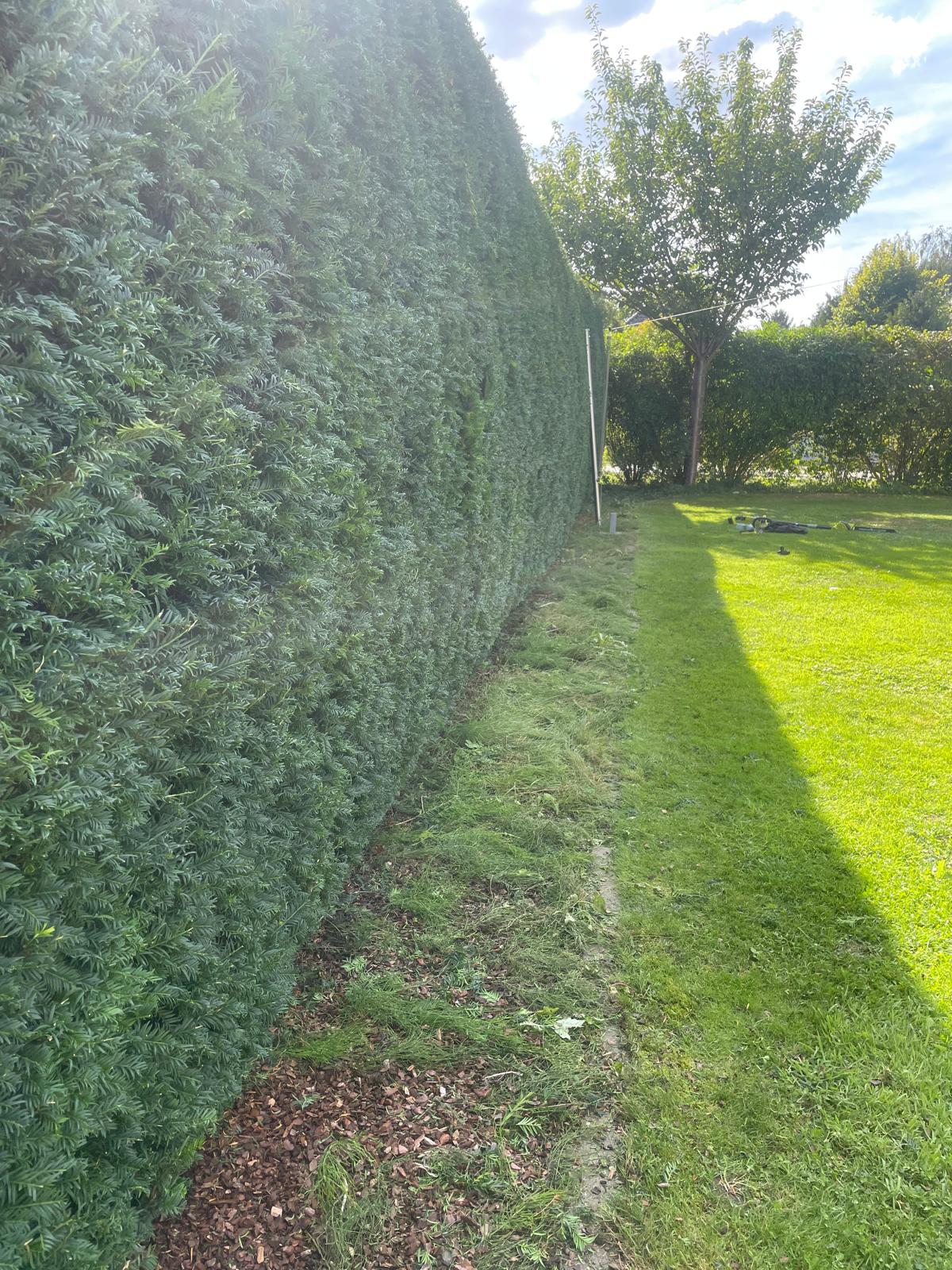 Fertig geschnittene Hecke, direkt nach dem Schnitt