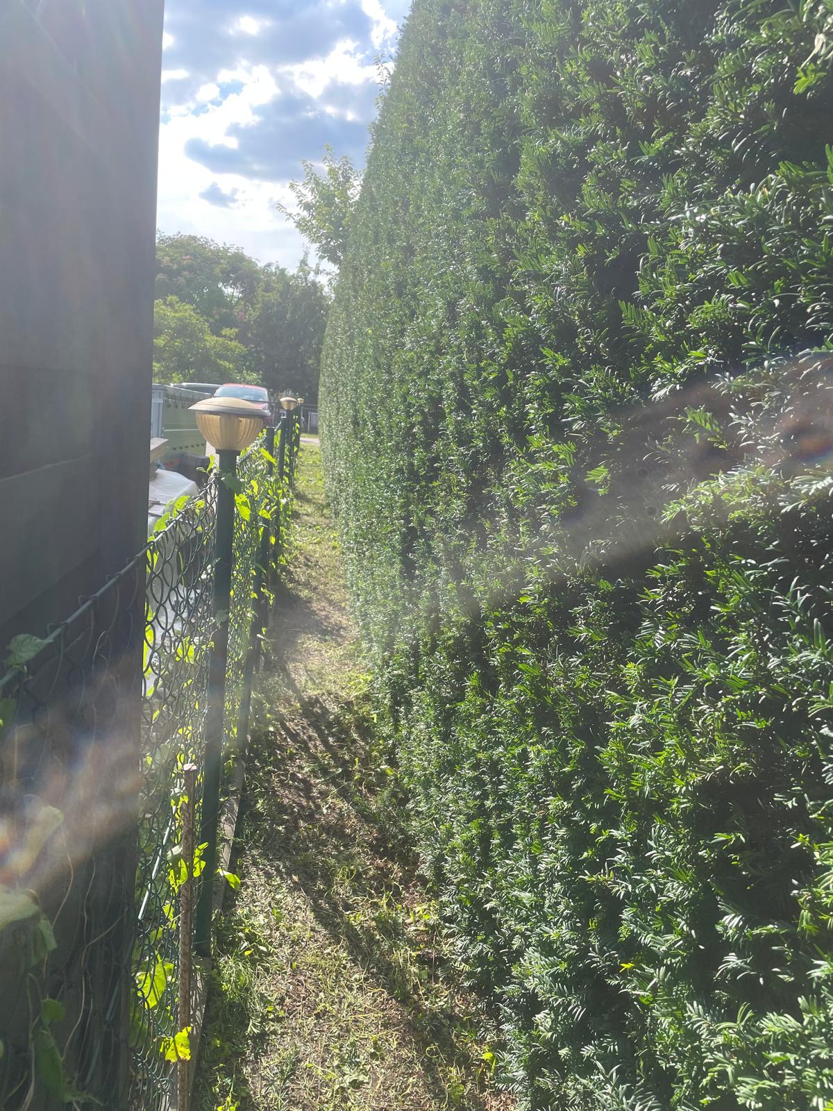 Fertig geschnittene Hecke entlang des Gartenwegs