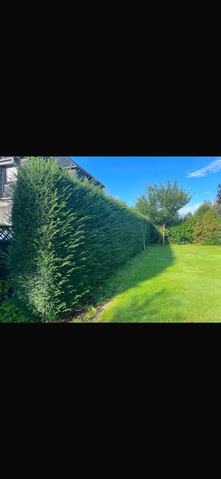 Hecke vor dem Schnitt